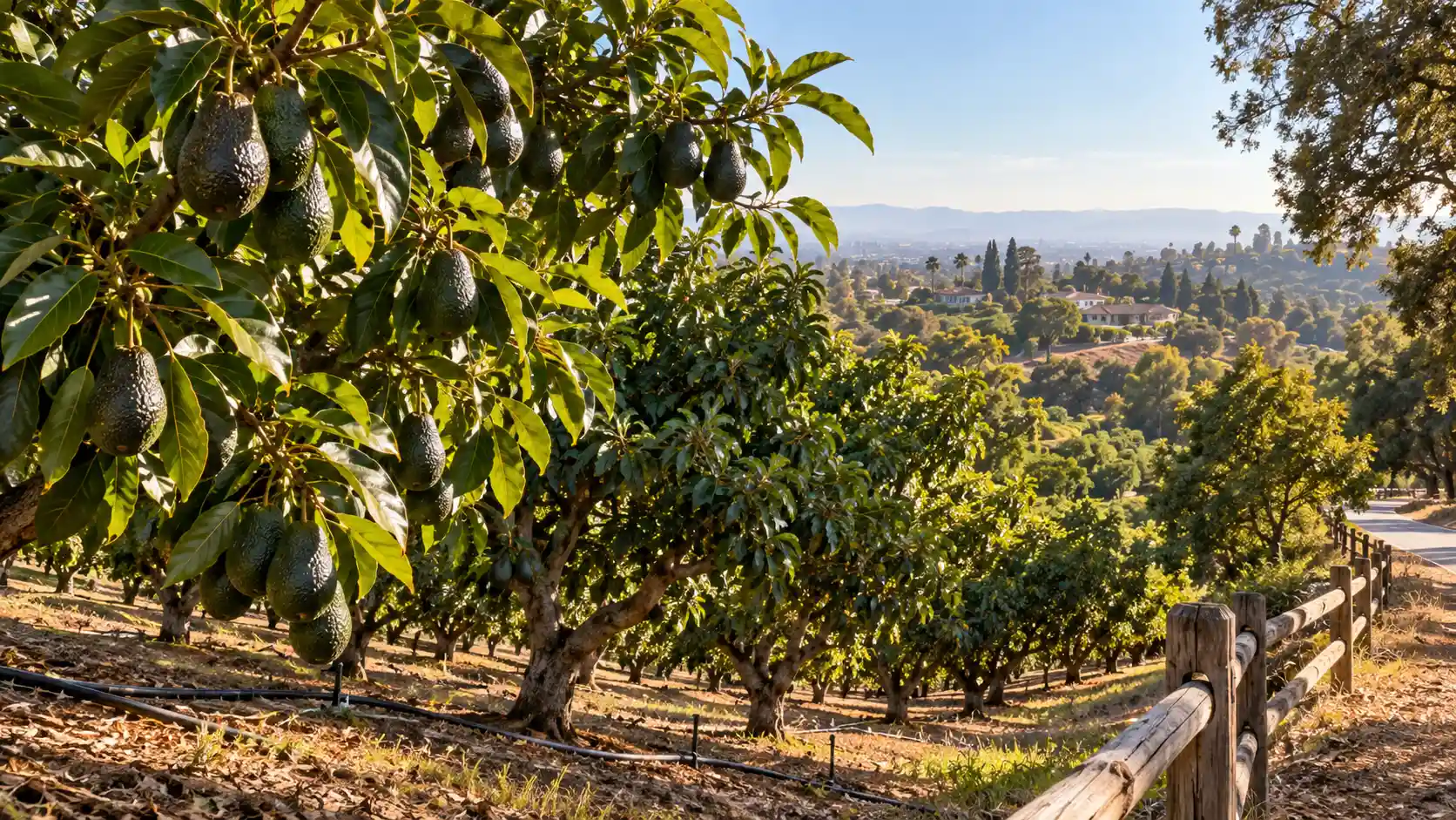 Hass avocado grove on a hillside along West Road in La Habra Heights, California
