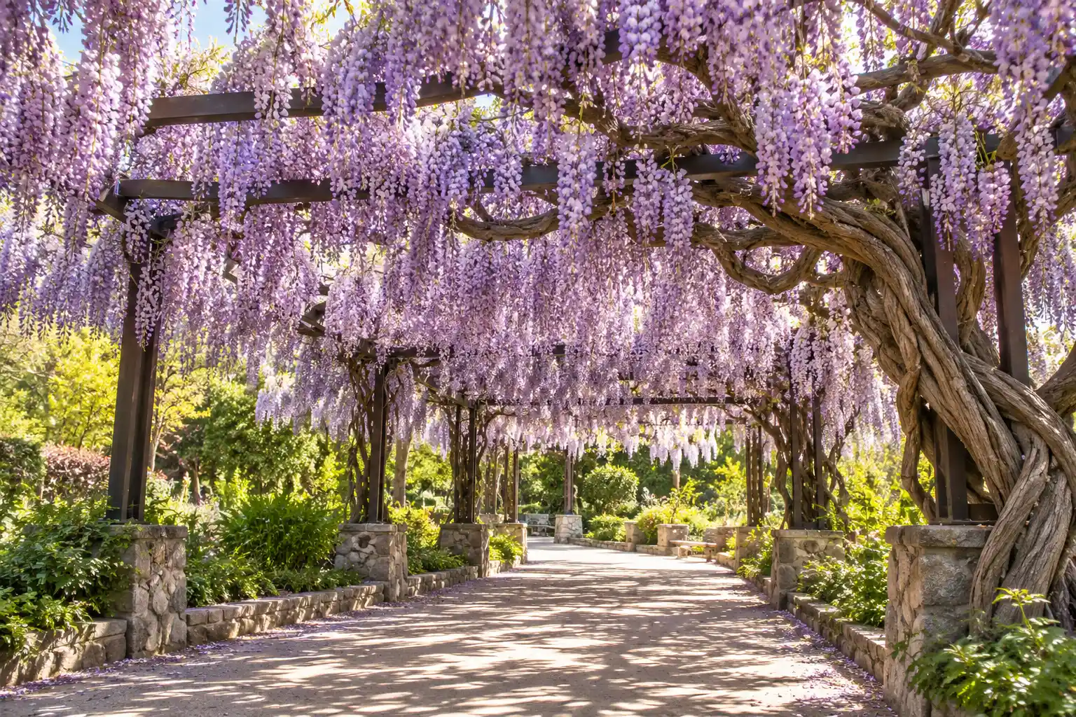 The Sierra Madre Wistaria Vine in spring bloom, Sierra Madre, CA